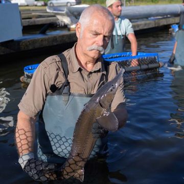 old-man-holding-fish-600